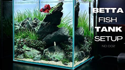 The Best Betta Fish for Your Aquarium – Our Handy .